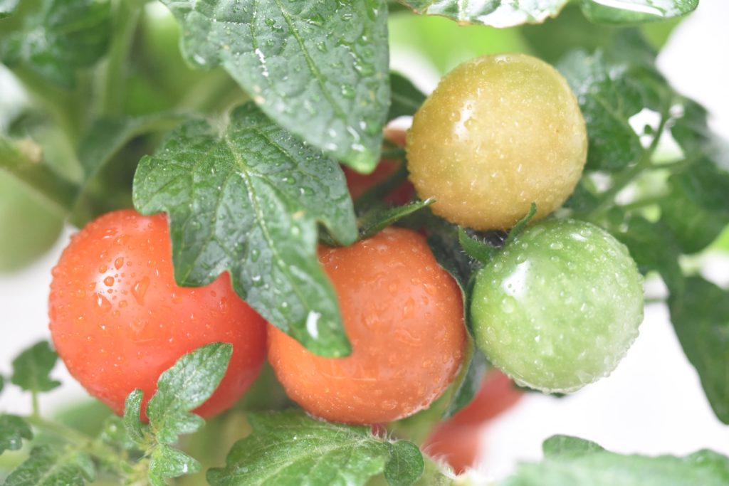 家庭菜園 トマト